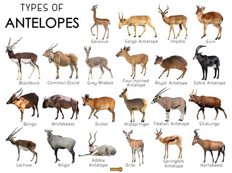 alphabetical list of antelopes.